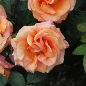 Warm Wishes Hybrid Tea Rose (Rosa Warm Wishes)